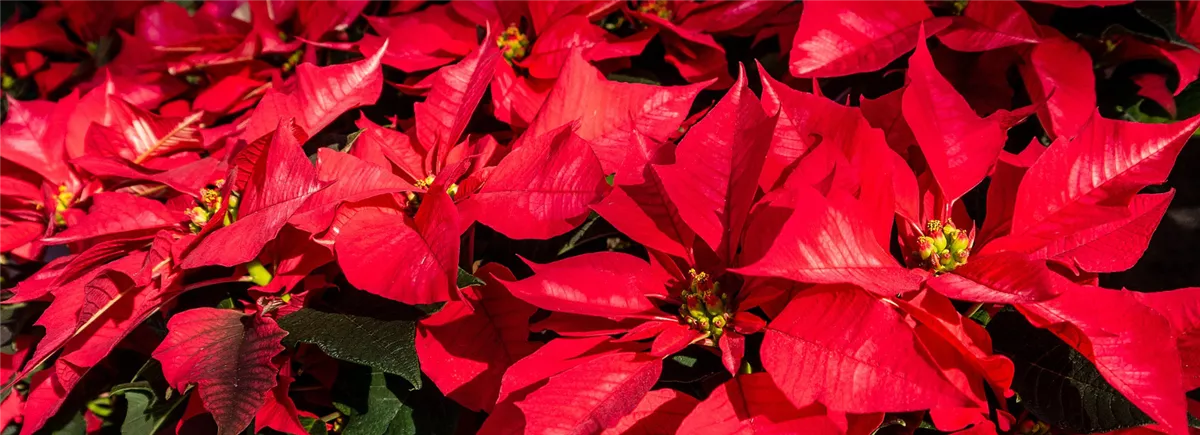 Gartenkalender November - Gartencenter Heuschkel