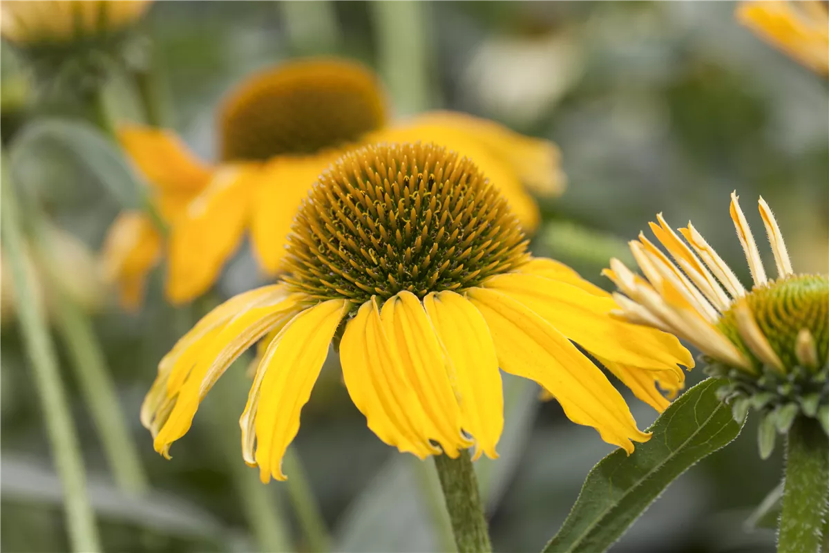 Gartenkalender August 2020 - Gartencenter Heuschkel