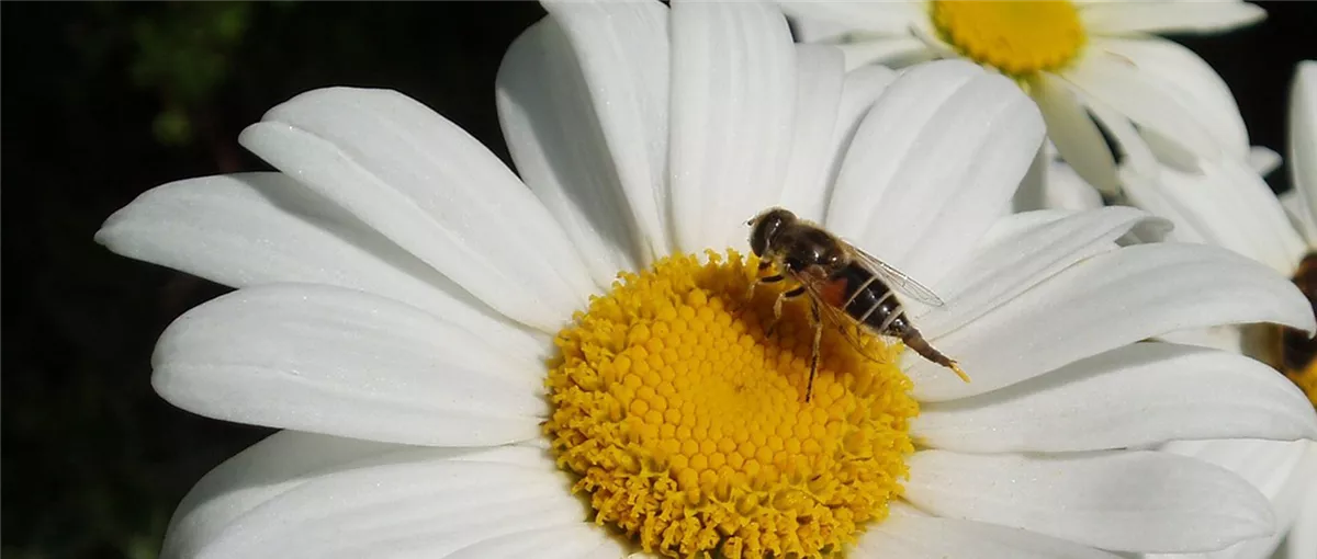 Gartentipps im Mai - Gartencenter Heuschkel