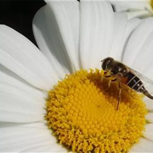 Gartentipps im Mai