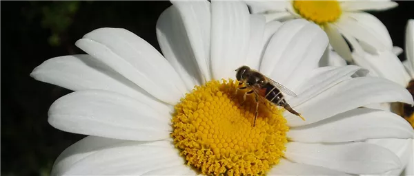 Gartentipps im Mai 2026