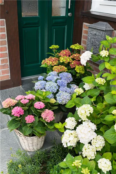 Gartentipps im August 2026