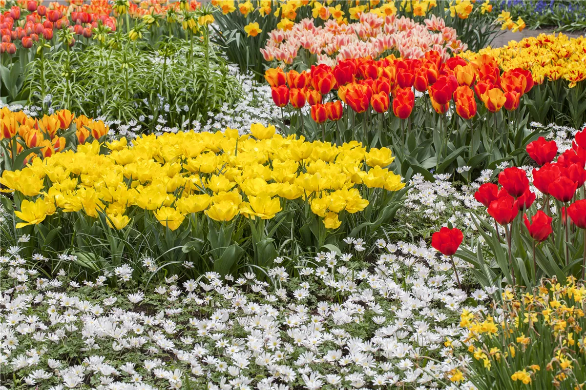 Tolle Frühblüher starten bunt ins Gartenjahr - Gartencenter Heuschkel