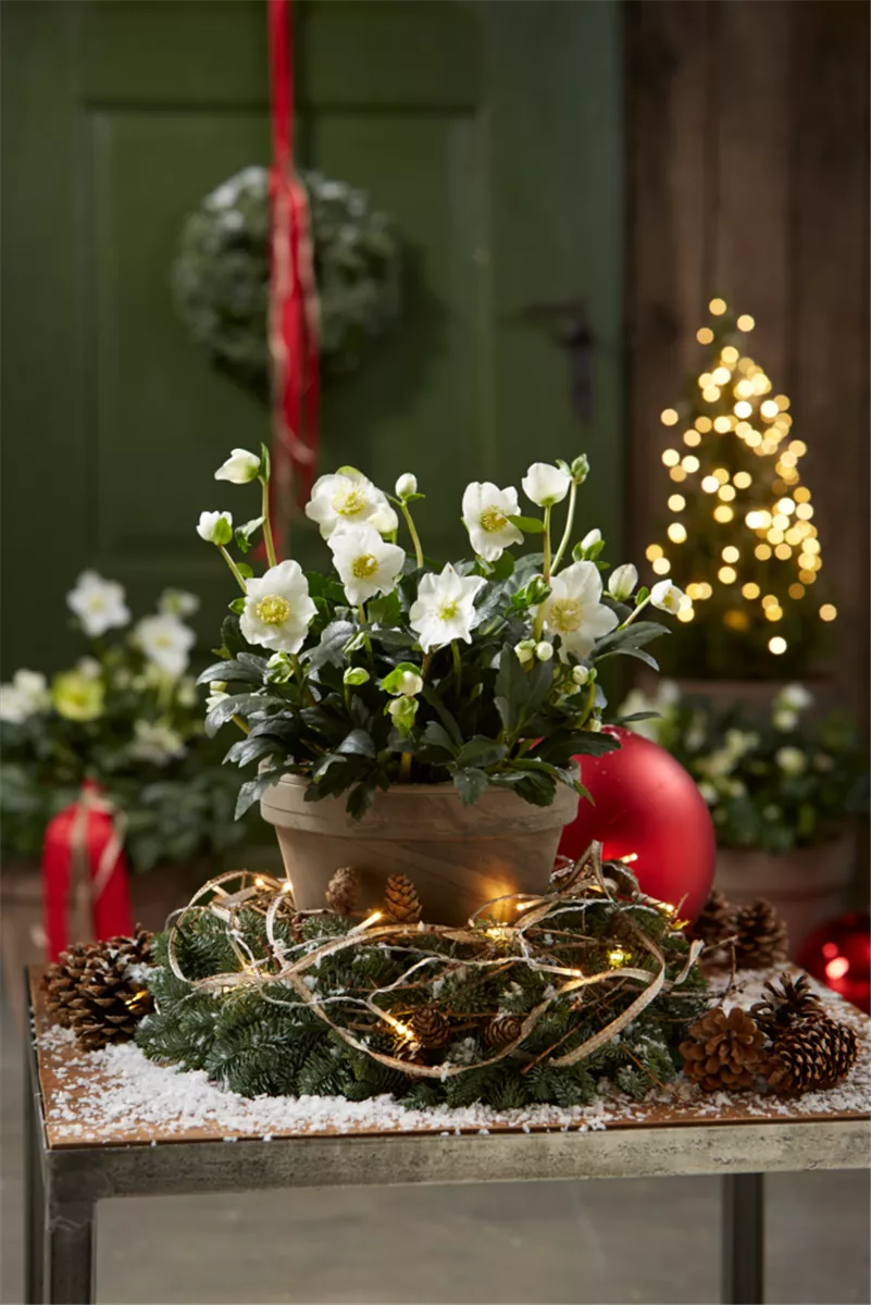 Gartentipps im Dezember - Gartencenter Heuschkel