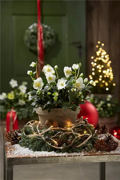 Gartentipps im Dezember