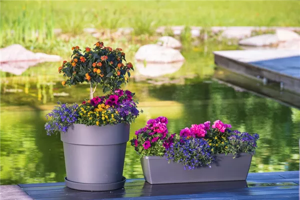 Bunte Schönheiten für die Sommersonne