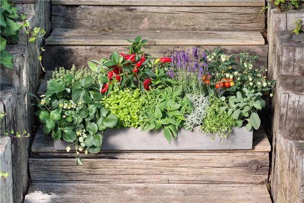 Mmh lecker: Der Mini-Snack-Blumenkasten