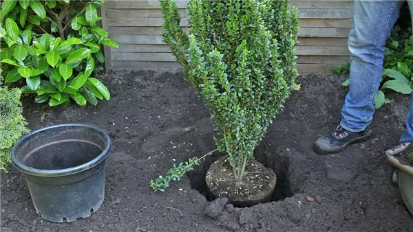 Stechpalme - Einpflanzen im Garten (thumbnail)