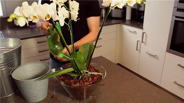 Orchidee - Einpflanzen in ein Gefäß