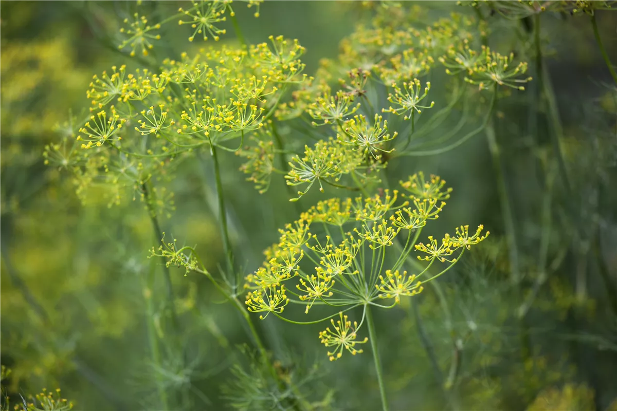 Dill: frische Kräuter im Garten selbst säen - Gartencenter Heuschkel