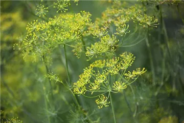 Dill: frische Kräuter im Garten selbst säen
