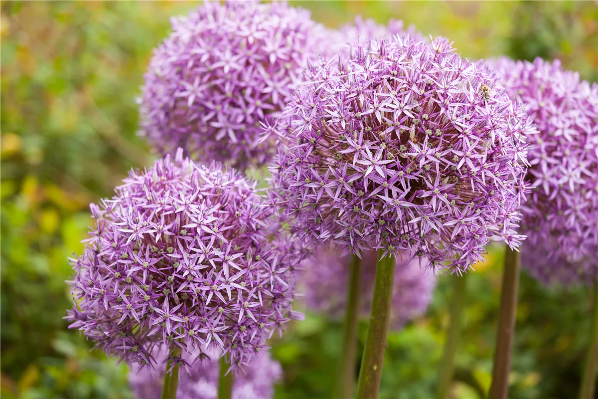 Allium – eleganter Zierlauch - Gartencenter Heuschkel
