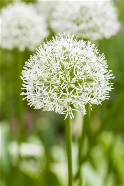 Allium rosenbachianum 'Album'