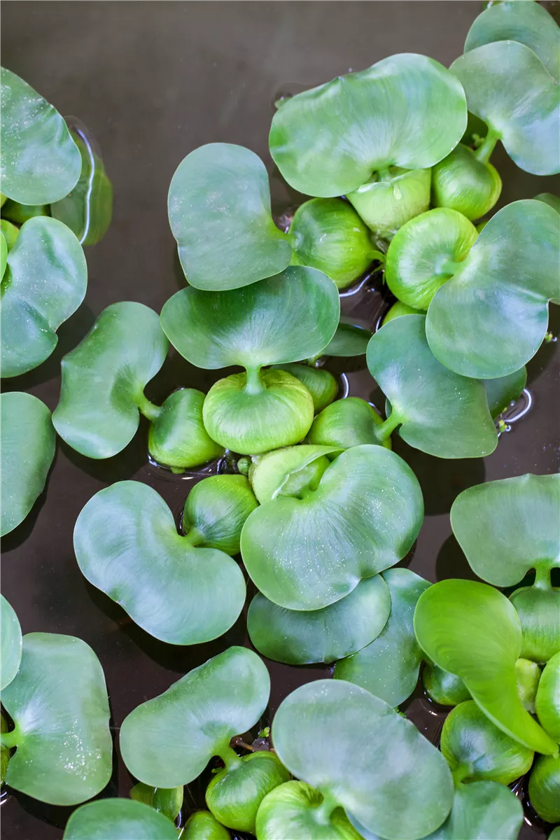 Voll im Trend: Der Indoorteich - Gartencenter Heuschkel