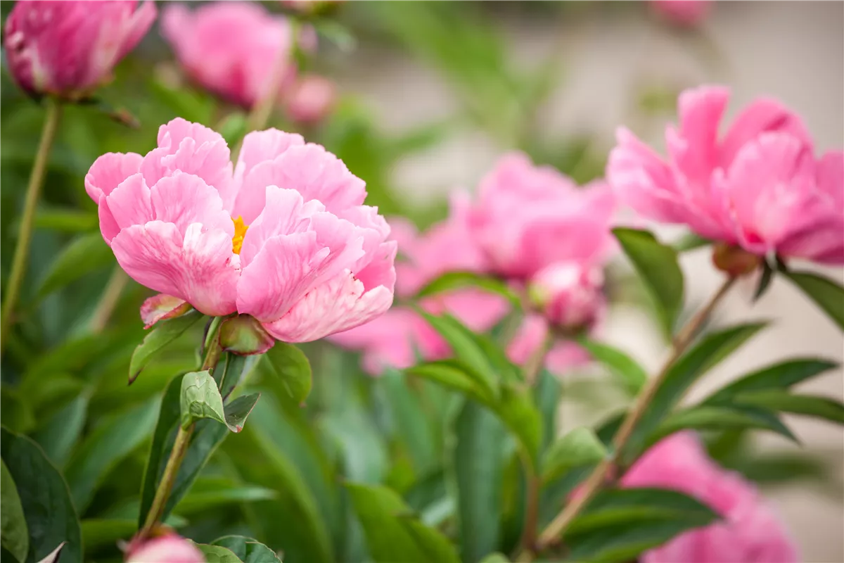 Ein Frühling voller Päonien - Gartencenter Heuschkel