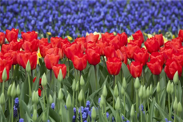 Das Blumenbeet: Blütenmeer im Garten