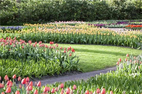 Tulipa