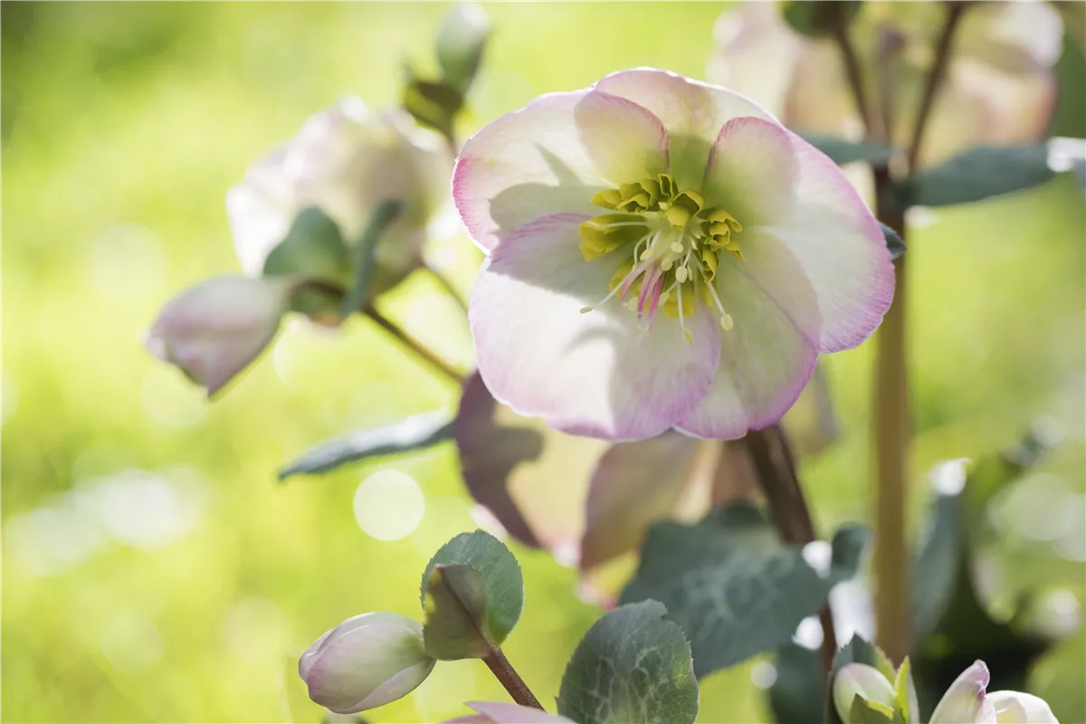 Christrose und Lenzrose - Gartencenter Heuschkel