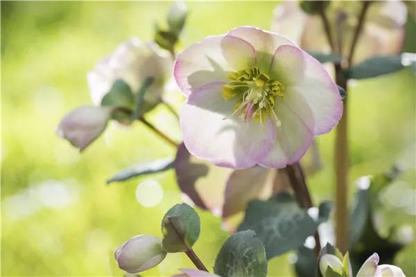 Christrose und Lenzrose
