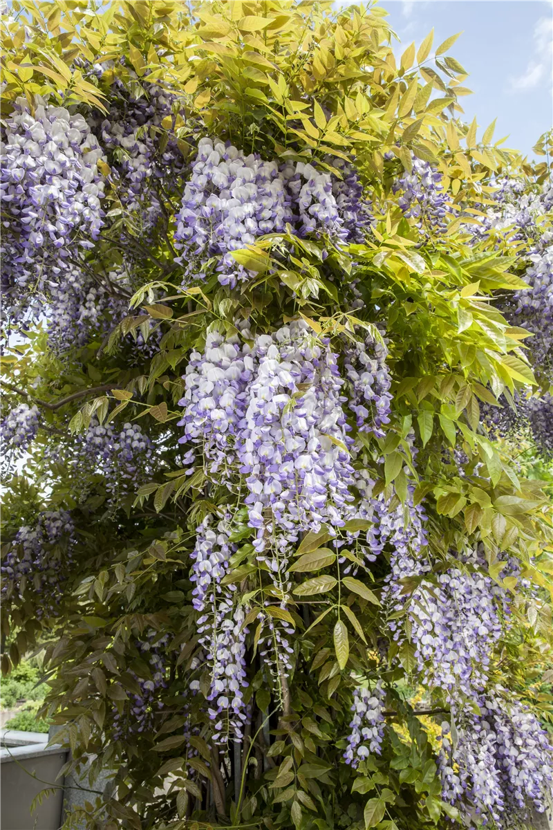 Regelmäßiger Rückschnitt für Blauregen - Gartencenter Heuschkel