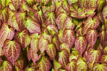 Elfenblume verjüngen