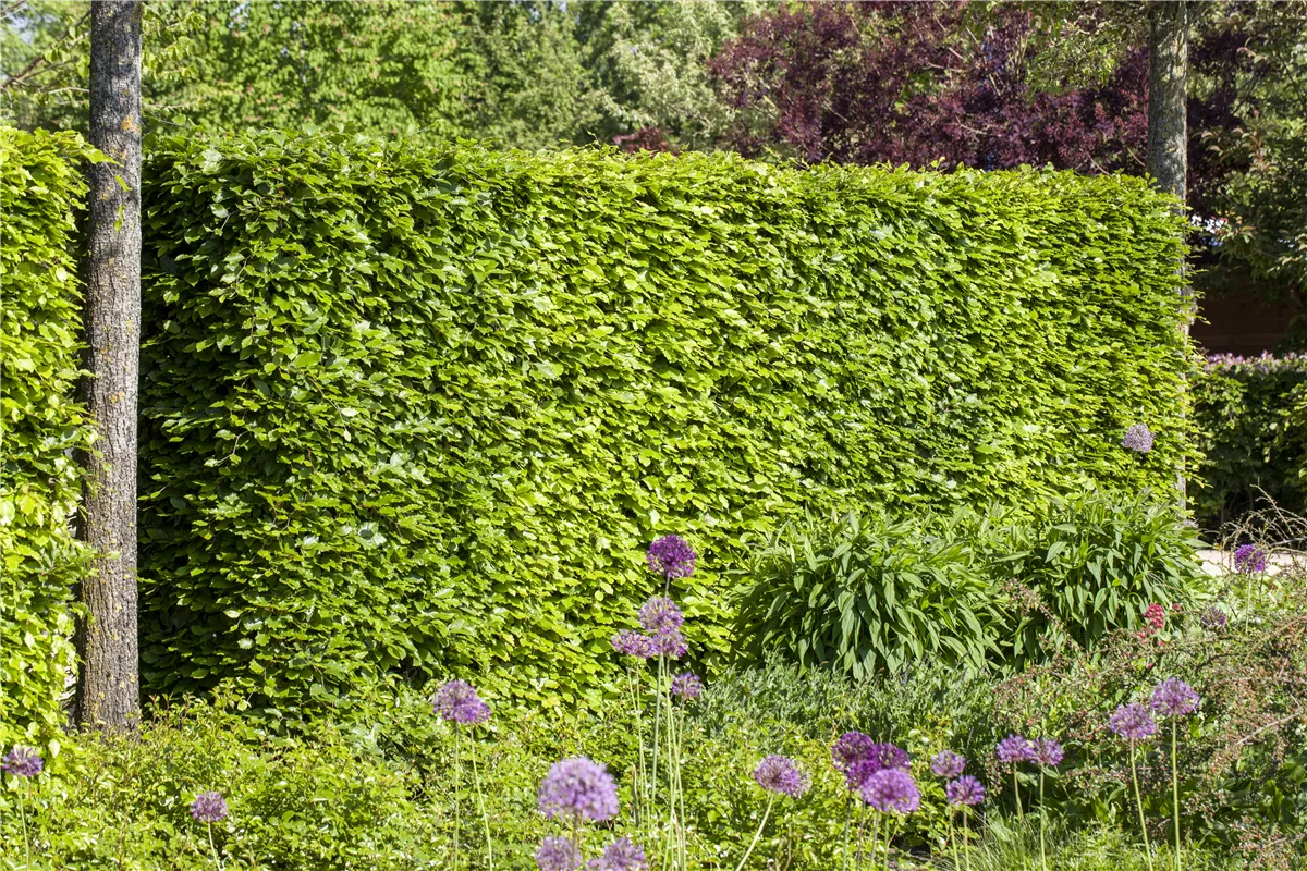 Hecken vor Streusalz schützen - Gartencenter Heuschkel