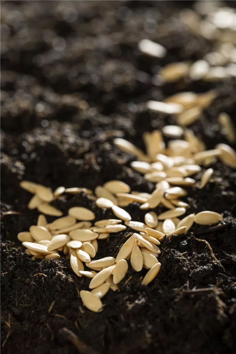 Frühlingsanfang: Sämereien überprüfen - Gartencenter Heuschkel