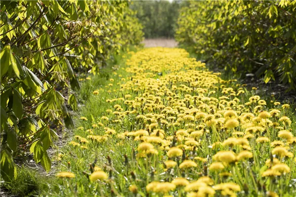 Taraxacum