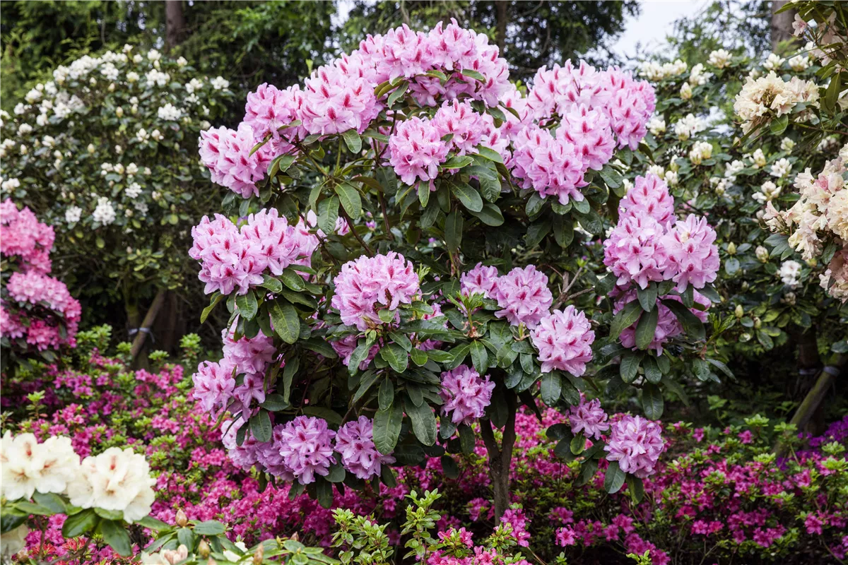 Schwarze Knospen am Rhododendron - Gartencenter Heuschkel