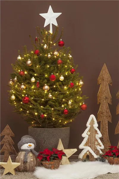 Weihnachtsbaum weiterpflegen