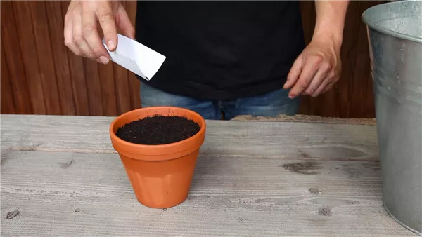 Oregano - Aussäen von Samen (thumbnail)