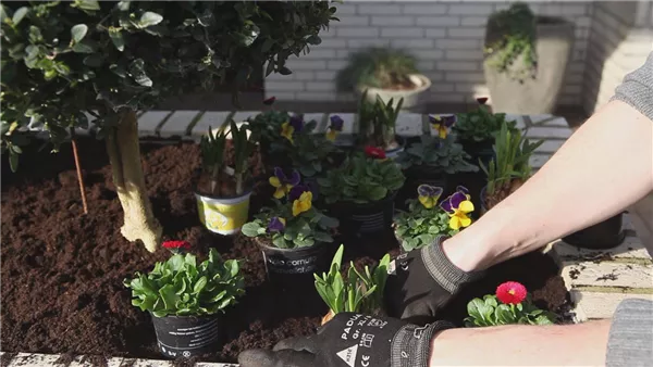 Blumenkasten - Frühlingshafte Bepflanzung (thumbnail)