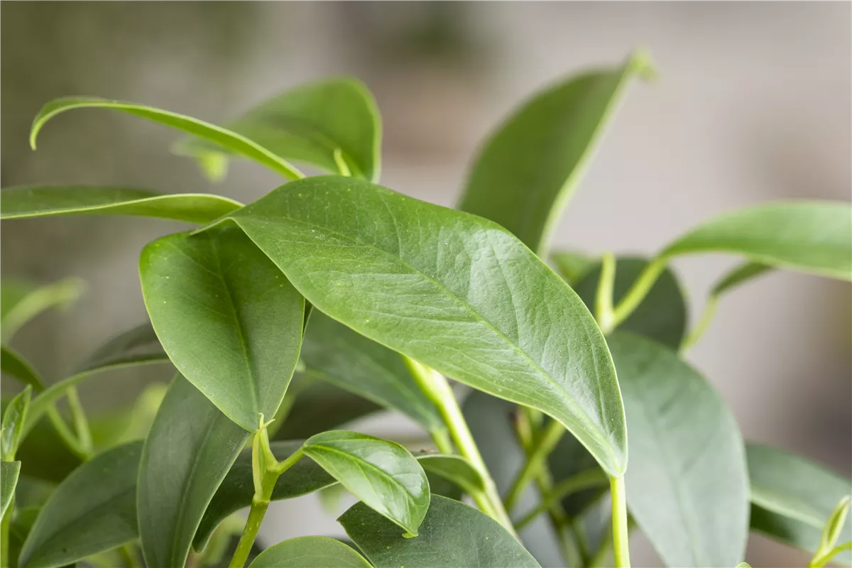 Ficus Ginseng - Umtopfen - Gartencenter Heuschkel