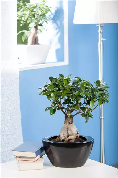 Ficus microcarpa 'Ginseng'