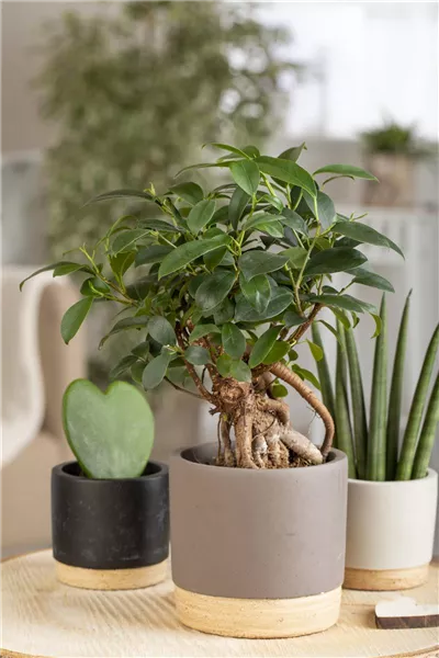 Ficus microcarpa 'Ginseng'