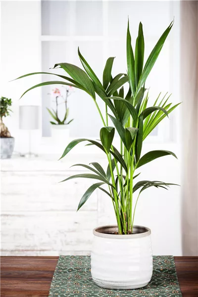 Pflanzen-Giganten mit Stil und Charme