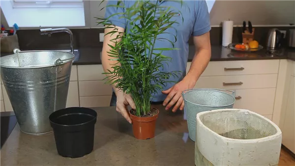 Chinesische Bergpalme - Einpflanzen in ein Gefäß (thumbnail)