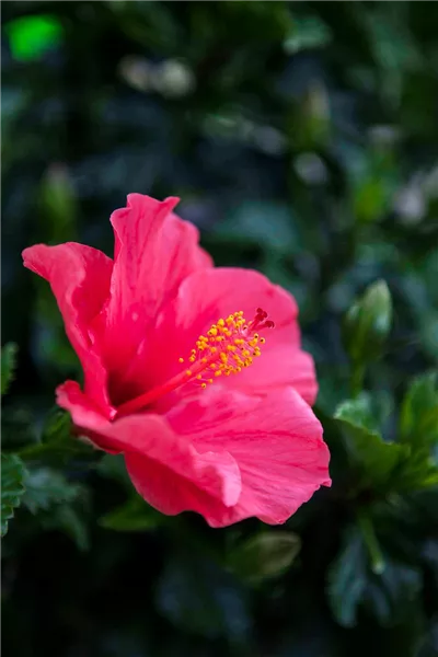Hibiskus – die tropischen Schönen