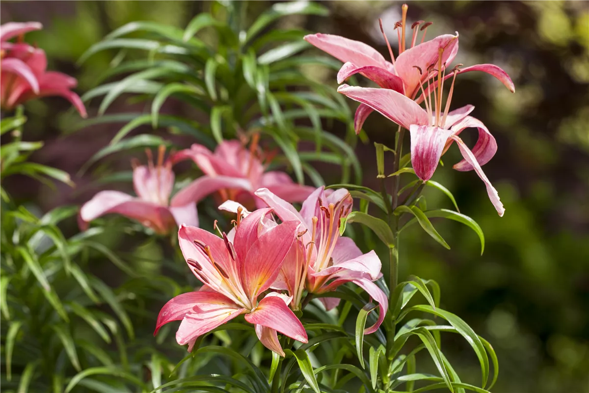 Lilien kontrollieren - Gartencenter Heuschkel