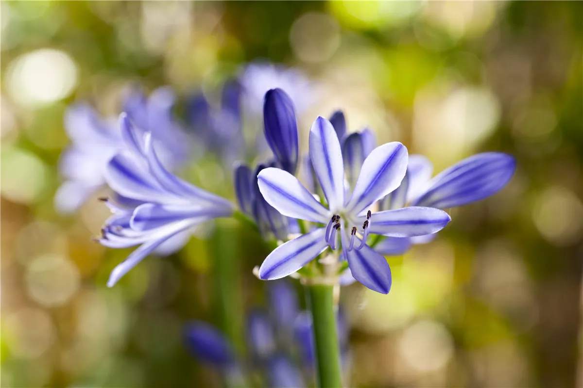 Schmucklilien umtopfen - Gartencenter Heuschkel