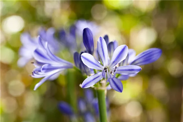 Schmucklilien im Topf - Tipps zum Umtopfen