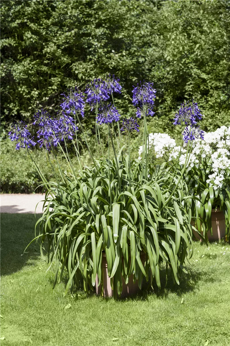 Schmucklilien umtopfen - Gartencenter Heuschkel