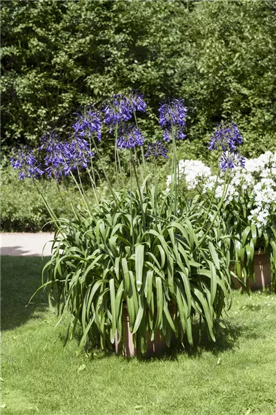 Agapanthus africanus, blau