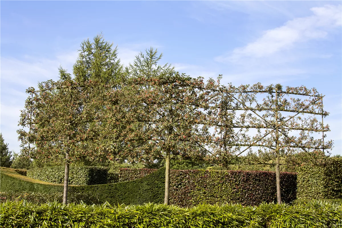 Wühlmausproblem an Bäumen - Gartencenter Heuschkel