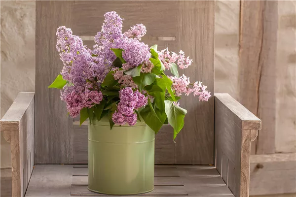 Syringa vulgaris