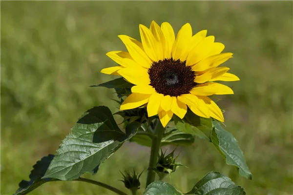 Sonnenblume richtig einpflanzen