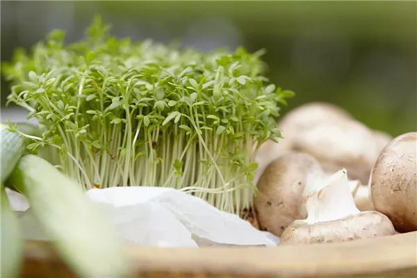 Frische Vitamine von der Fensterbank