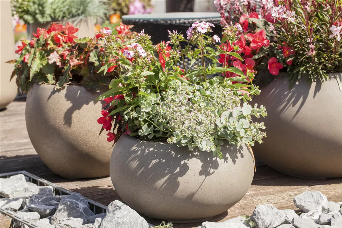 Auf Schädlinge achten - Gartencenter Heuschkel