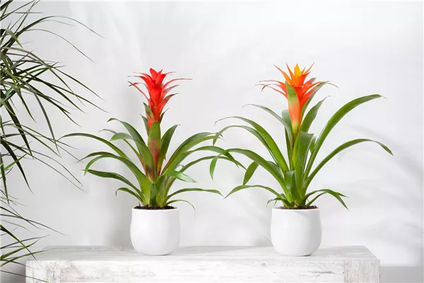 Blühende Bromelien