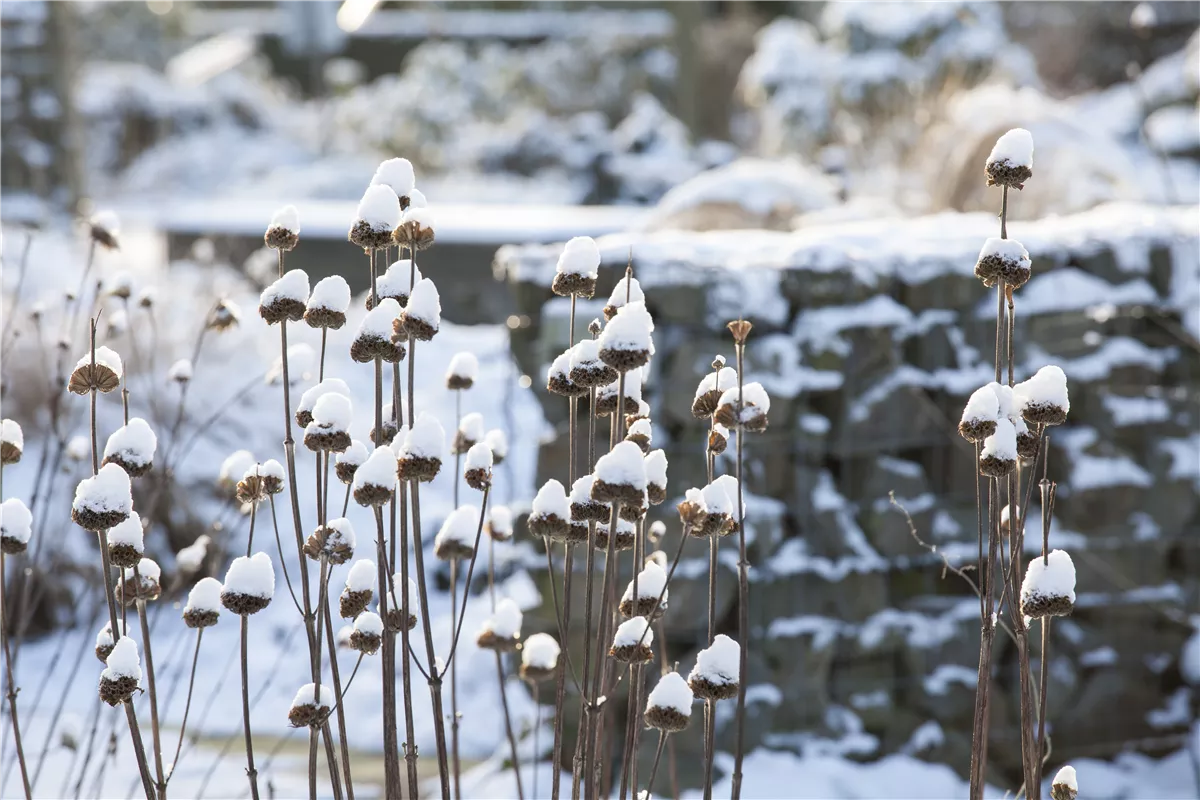 Stauden vor Frost schützen - Gartencenter Heuschkel